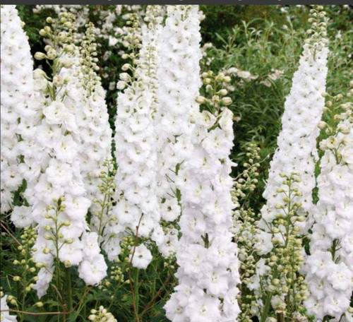 Delphinium plant magic - plant,