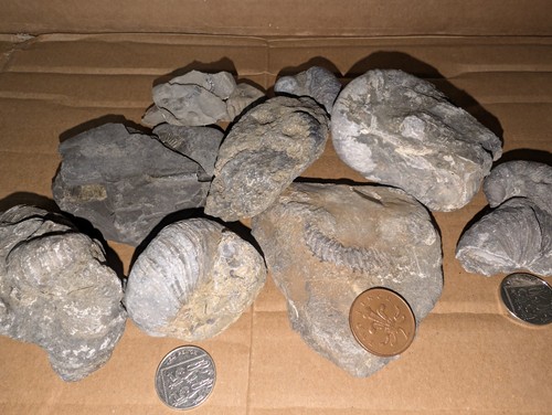 Jurassic marine fossil - marine,