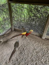 8 Pure Red Golden Pheasant