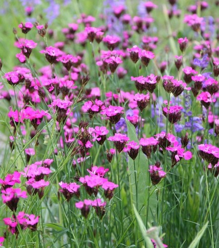 Four healthy dianthus - four,