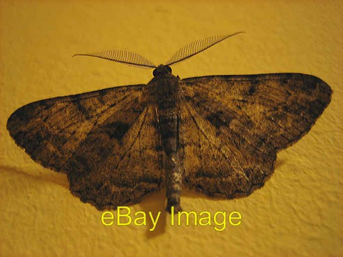 Photo 6x4 another moth - 6x4,