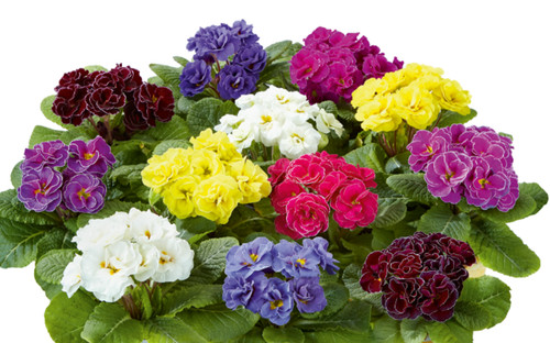 Primrose double palazzo - ,