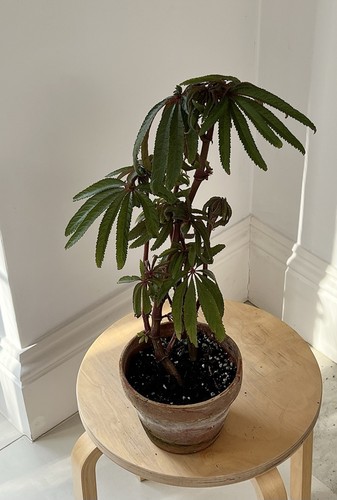 Begonia luxurians
