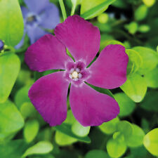 Vinca Minor 'Verino' Plug