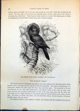 Antique Old Print Crested Hawk