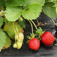 Strawberry 'Symphony' - 10