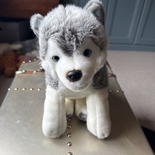 Lapland husky dog kloppi - lapland,