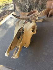 Authentic Real Cow Steer Skull