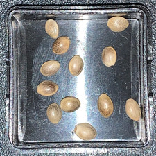 (EU Industrial) Heirloom Hemp