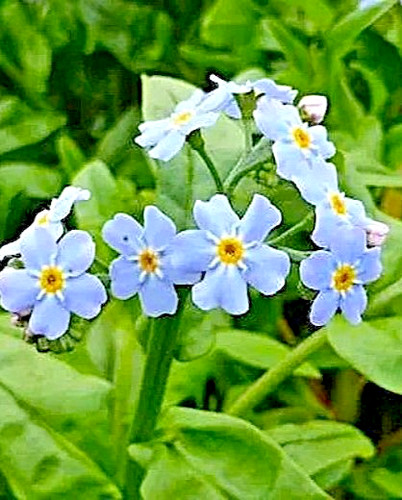 Pond forget me not - 3, x