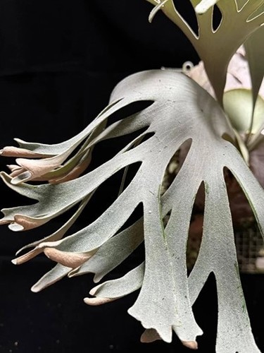 Platycerium fsq white - platycerium,