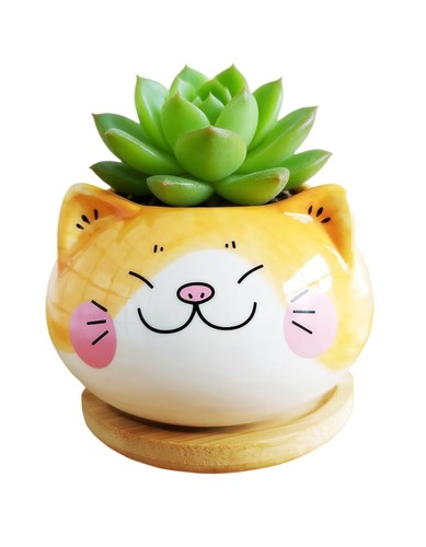 Cuteforyou cute inches - cute,