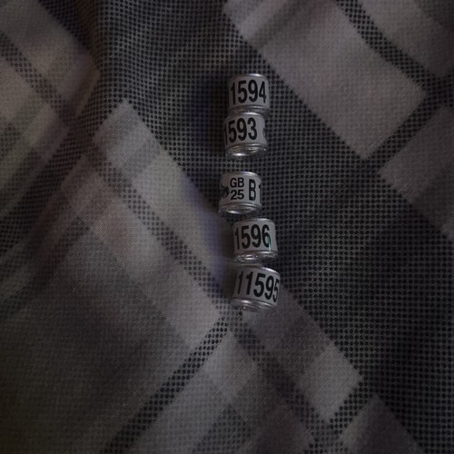 Racing pigeon rings - pigeon,