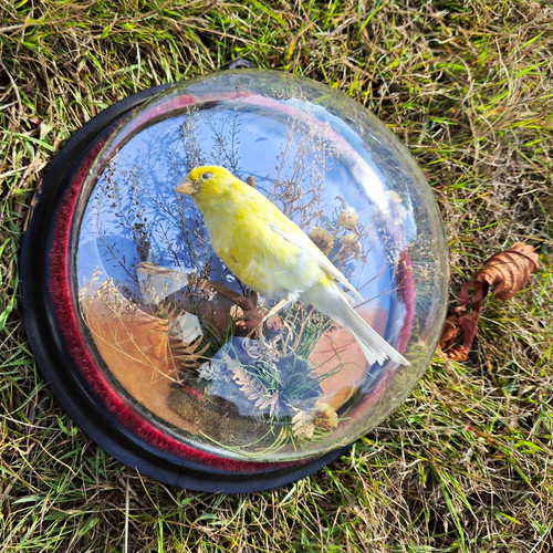 Antique taxidermy canary bird - taxidermy,