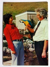 Postcard - BLUE & GOLD MACAW