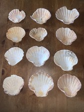 12 Scallop Shells