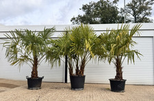 Uk grown Palm trees Trachycarpus Fortunei  Chinese windmill palm