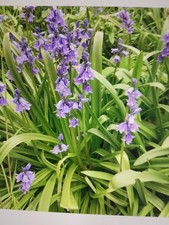 30 Bluebell Bulbs In the