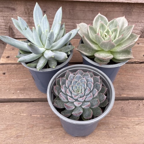 Echeveria hybrid collection - echeveria,