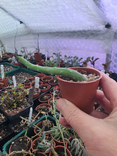Kleinia pendulus senecio - kleinia,