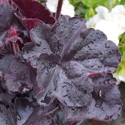 Heuchera black forest - heuchera,
