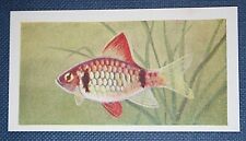 CUMMING BARB  Tropical Freshwater Aquarium Fish   Vintage Card 
