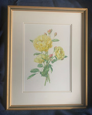 original watercolour shrub