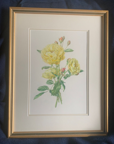 Original watercolour shrub - original,