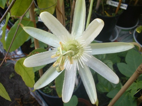 Young passion flower - a,