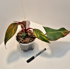 Philodendron Strawberry Shake