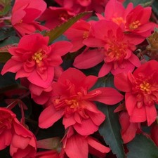 Trailing Flowers For Baskets &