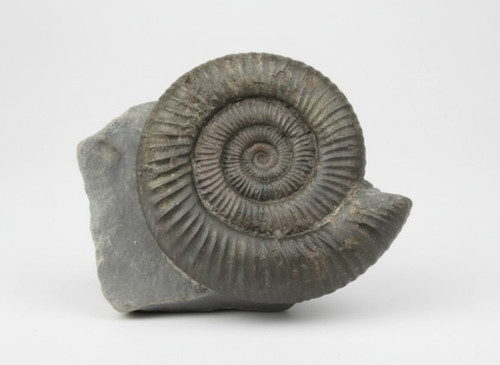 Dactylioceras commune jurassic - dactylioceras,