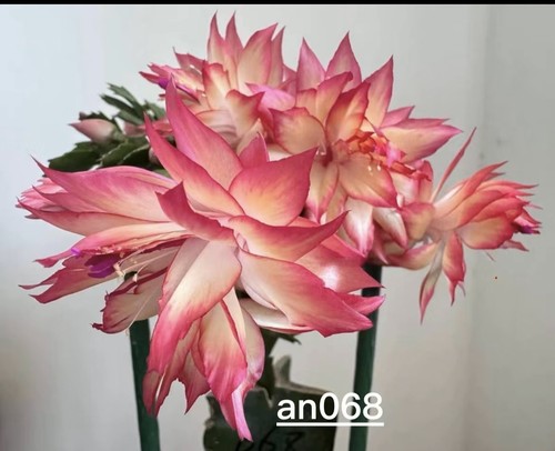 Rare christmas cactus - rare,