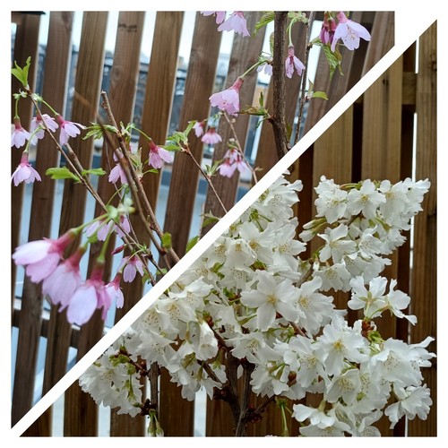Japanese cherry tree prunus - cherry,