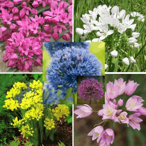 Alliums mixed garden - alliums,