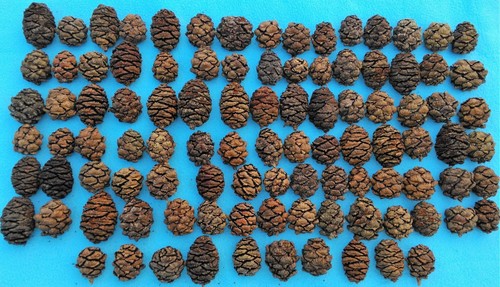 Pine cones - x,