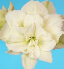 Amaryllis Akiko. White Double