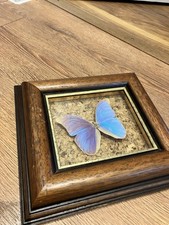 Real Butterfly In Vintage Wood