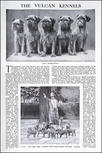 Belgian griffon dogs the - belgian,