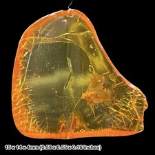 Fossil Amber Inclusion
