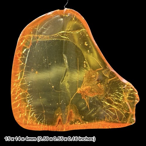 Fossil amber inclusion - fossil,