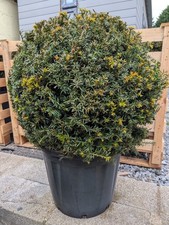 Taxus baccata 'Golden Carol'