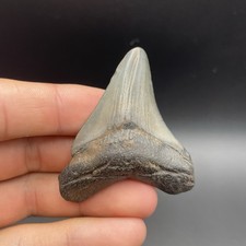MEGALODON SHARK TOOTH