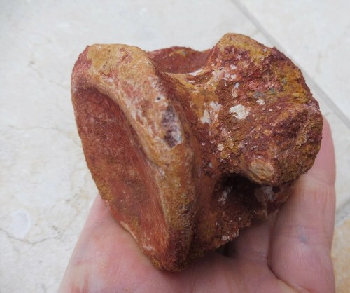 Fossil reptile vertebra - vertebra, cm