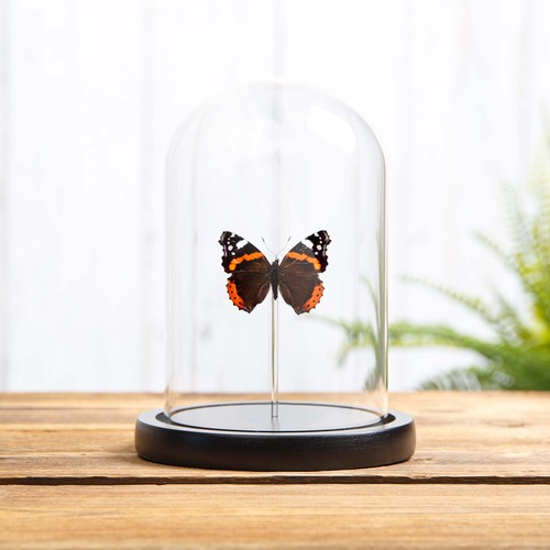 Taxidermy the red admiral - red, in