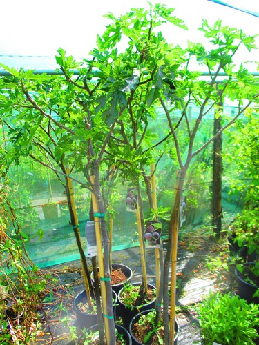 5ft 6ft inc pot - inc.,