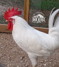12   white leghorn chicken