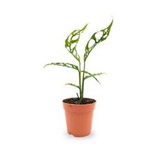 Monstera Obliqua Peru | Ultra