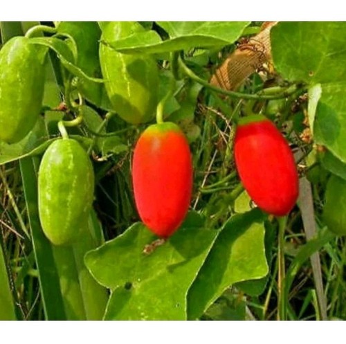 Ivy gourd coccinia grandi - ivy,