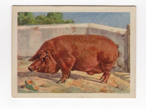 Farmyard animal card 1934 - card, pig